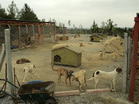 Adana hayvan pazarı köpek